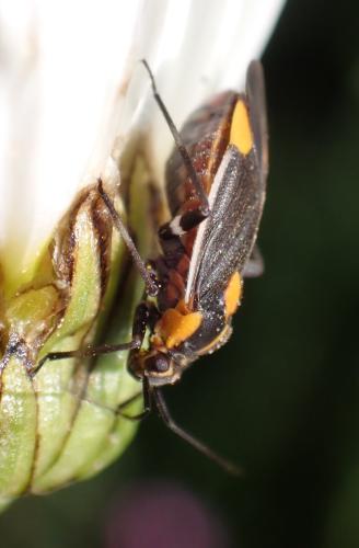 Réf. 309 472 : Capsodes flavomarginatus